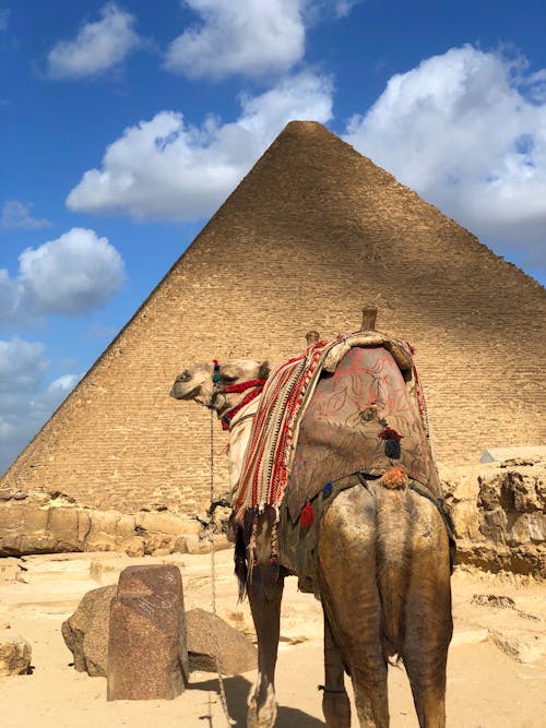 Gratis arkivbilde med dyr, egypt, great pyramid of giza