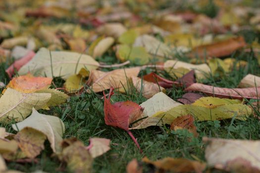 green fallen leaves early autumn