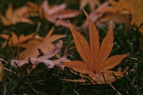 Darmowe zdjęcie z galerii z jesień, liść, natura