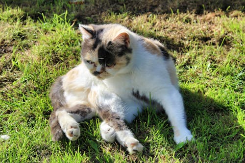 Безкоштовне стокове фото на тему «білий і коричневий кіт, милий, трав’яне поле»