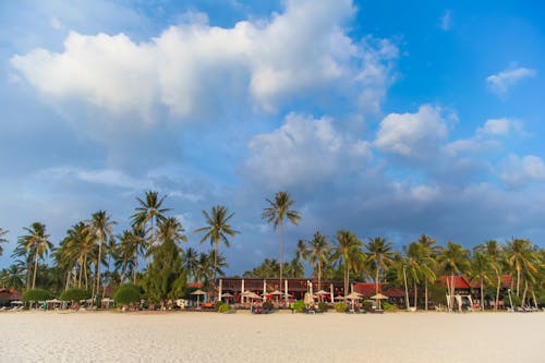 Exotic trees growing on sandy shore with parasols and building of hotel in tropical resort against cloudy sky in nature