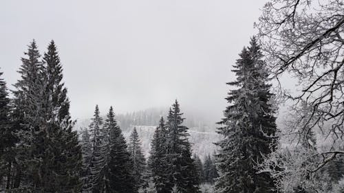 Trees in Winter