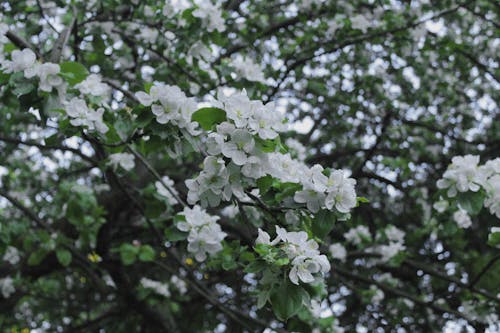 White Flowers and Green Leaves on Tree Branches