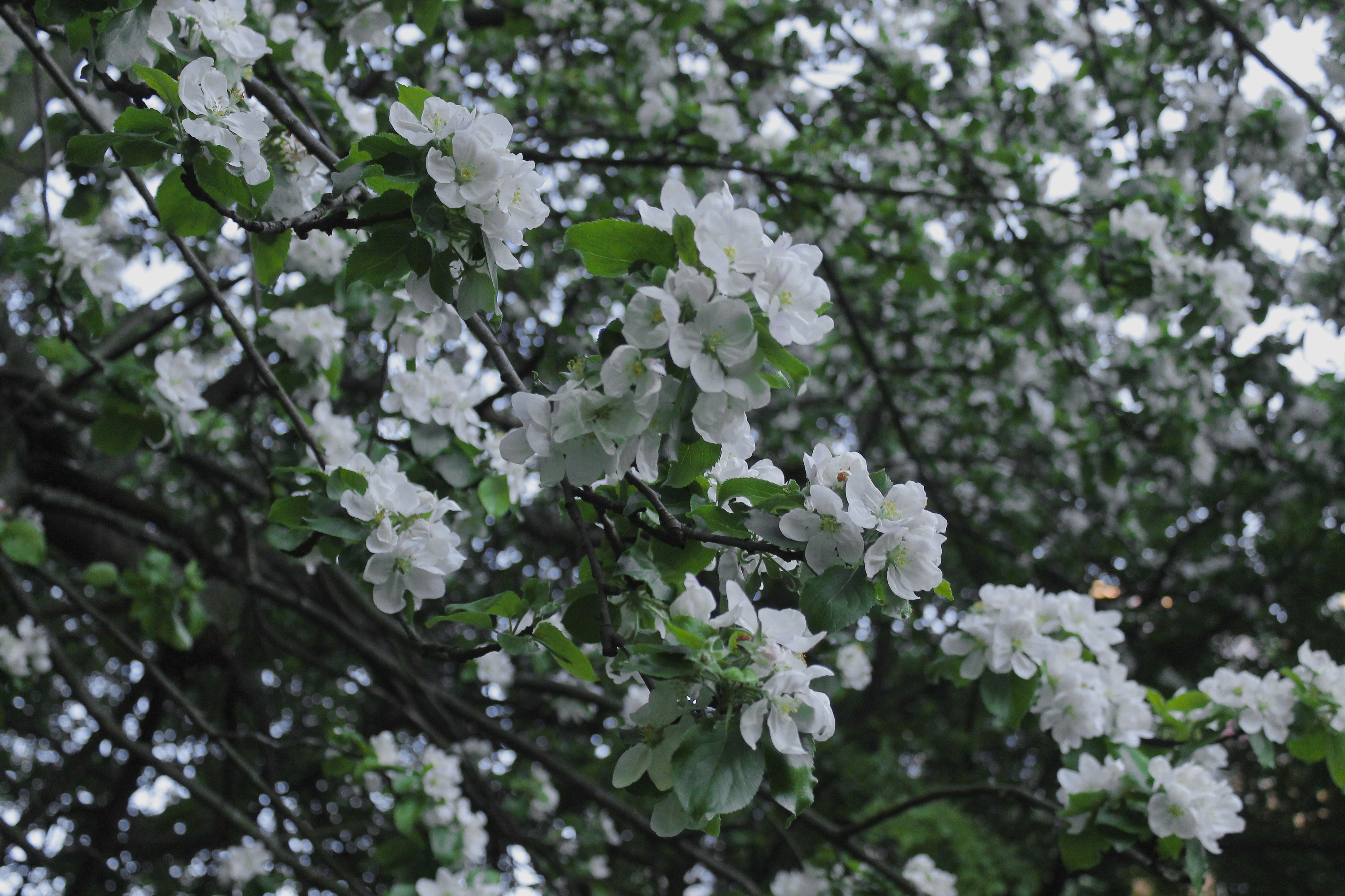 Nature Aesthetic Wallpaper 4k Photos, Download Free Nature Aesthetic