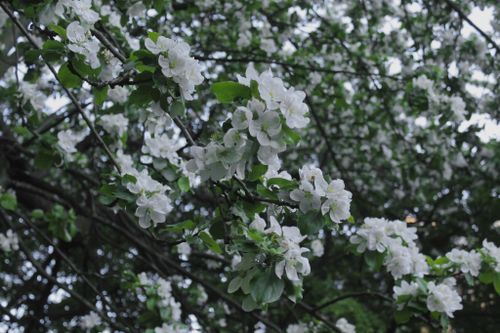 Free Close-up of blooming white apple blossoms on branches against a lush green background during spring. Stock Photo
