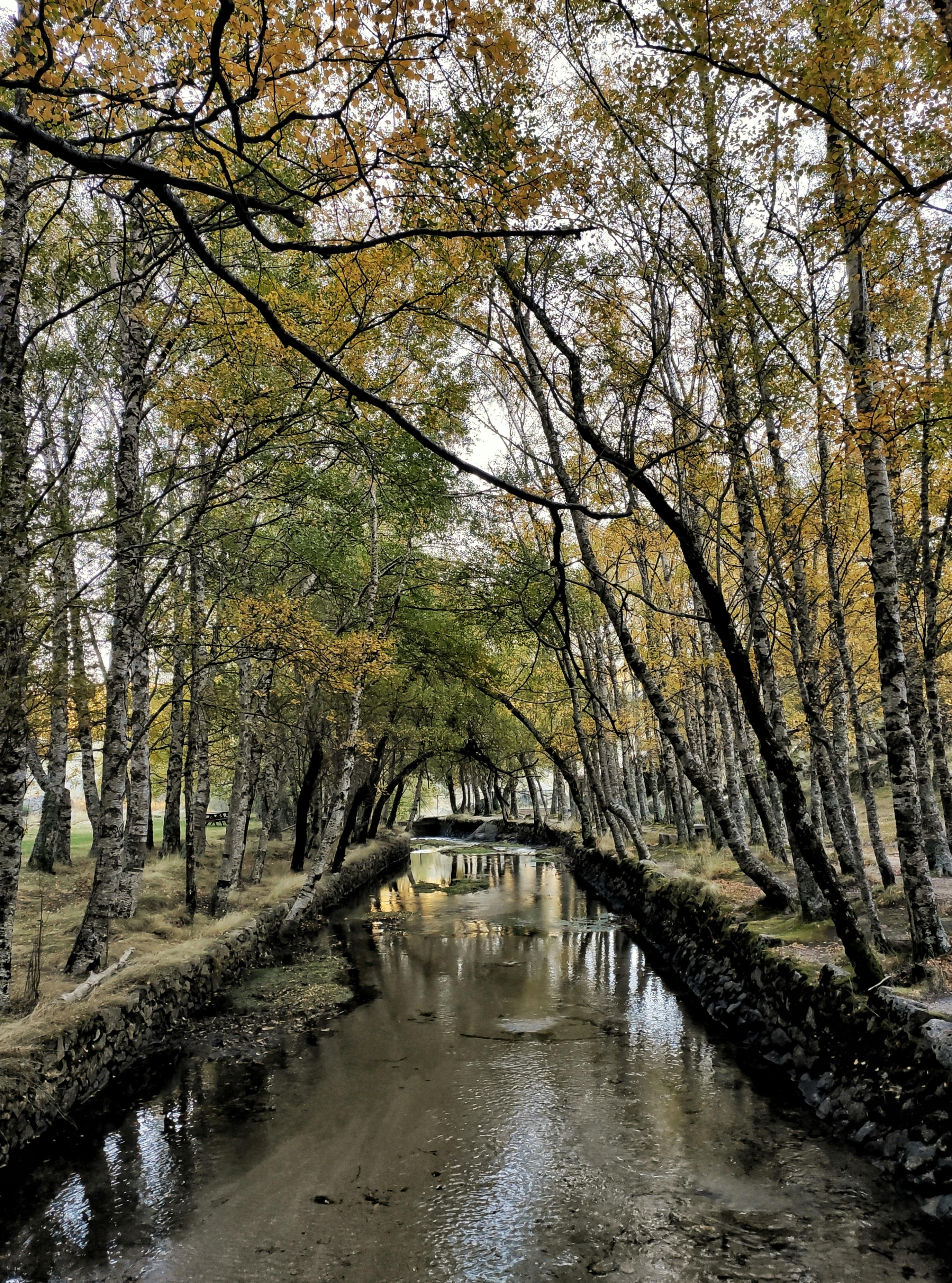Tranquil river surrounded by autumn trees in a peaceful forest setting, perfect for seasonal nature lovers.