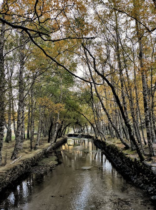 dikey atış, doğa, güz içeren Ücretsiz stok fotoğraf