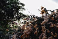 Plant with Blooming Flowers