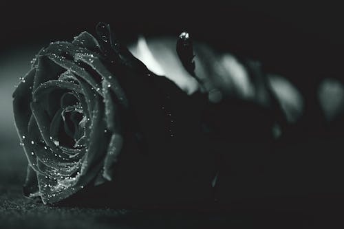 Free คลังภาพถ่ายฟรี ของ ขาวดำ, ดอกกุหลาบ, น้ำค้าง Stock Photo