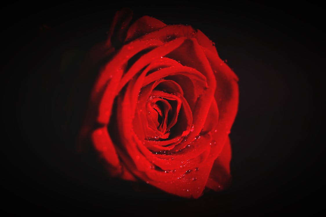 红玫瑰花朵壁纸