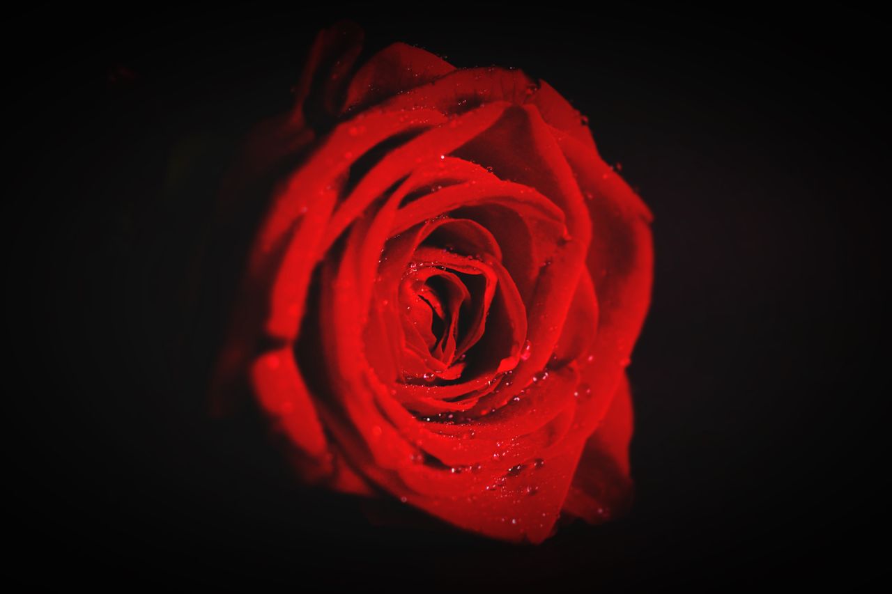 a single red rose with dewdrops on petals perfect for romantic and flo