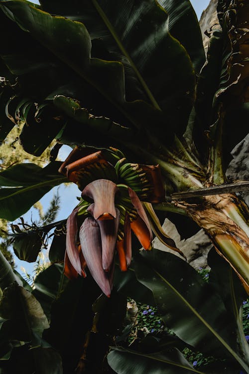 Banana Tree with Flower