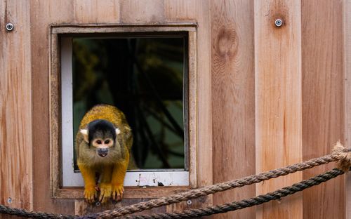 Free A lively squirrel monkey peers through a wooden window at London Zoo, showcasing its curious nature. Stock Photo