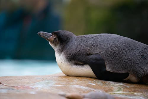 Ingyenes stockfotó állat, aquabird, aranyos témában