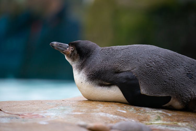 Penguin Lying On Stomach