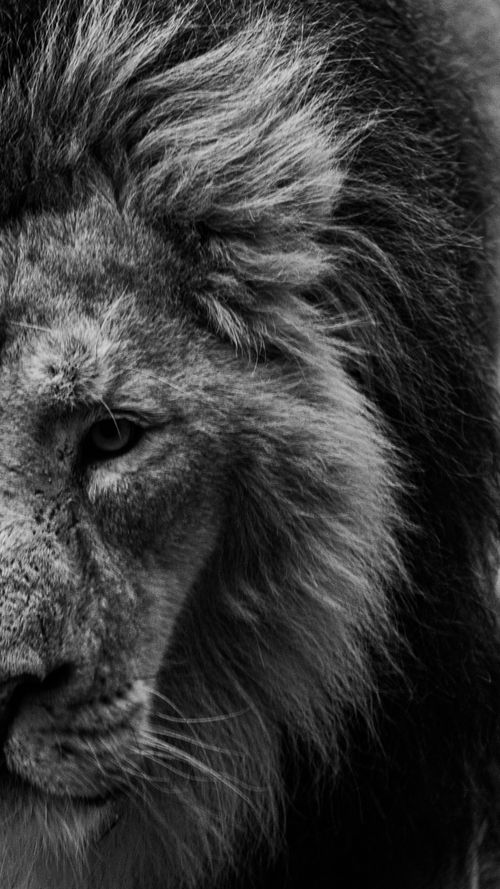Free A striking black and white close-up portrait of a lion's face showcasing its majestic mane and intense gaze. Stock Photo