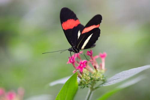 A Black Butterfly Perched on a Flower