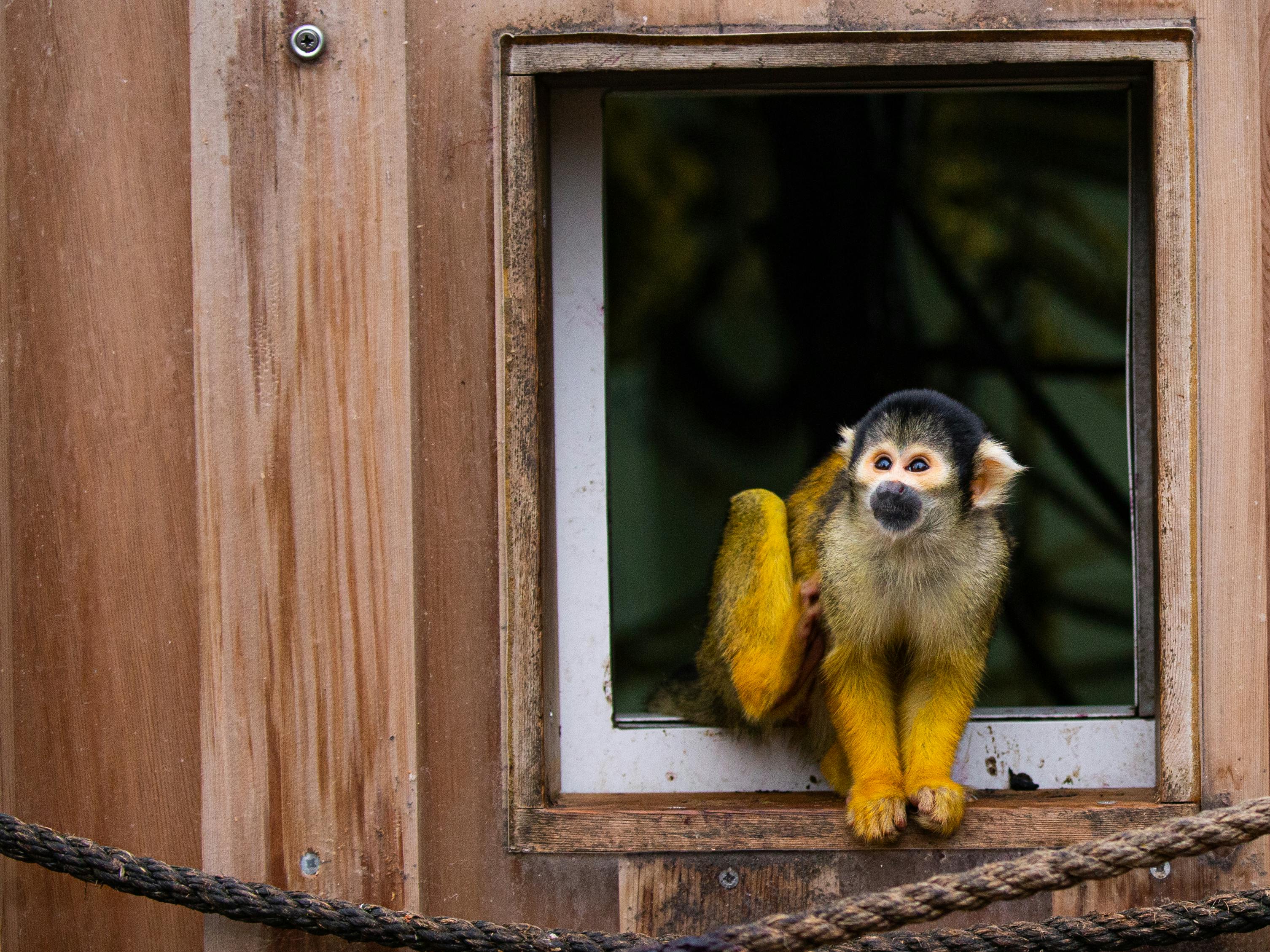 Adorable black-capped squirrel monkey peering through a window at the zoo.