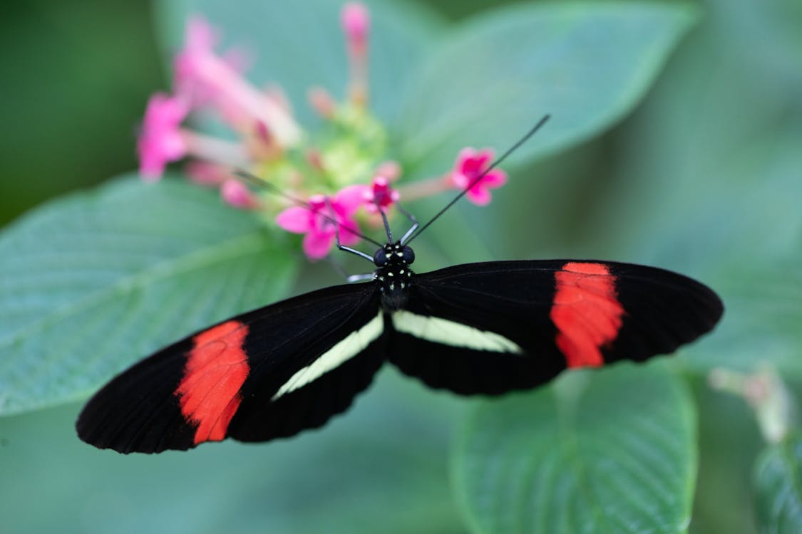 Black Red and White Butterfly Perched on Pink Flower 