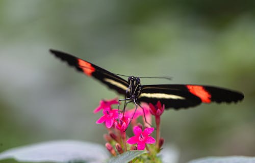 Black Red and White Butterfly Perched on Pink Flower 