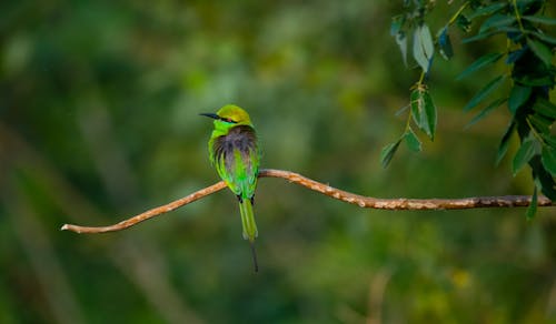 Tiny bee eater with bright plumage sitting on sprig of tree near deciduous plant in wild nature on blurred background