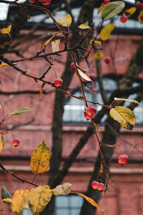 Darmowe zdjęcie z galerii z botaniczny, czerwone jabłko, jesień