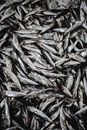 Plenty Fresh Fishes