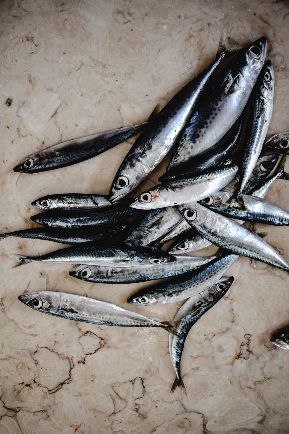 Silver Fish Β· Free Stock Photo