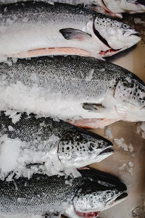 Poisson Blanc Et Noir Sur Glace