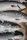 salmon fish