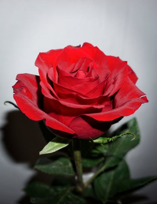 Kostenloses Stock Foto zu blume, kamerablitz, rote rose