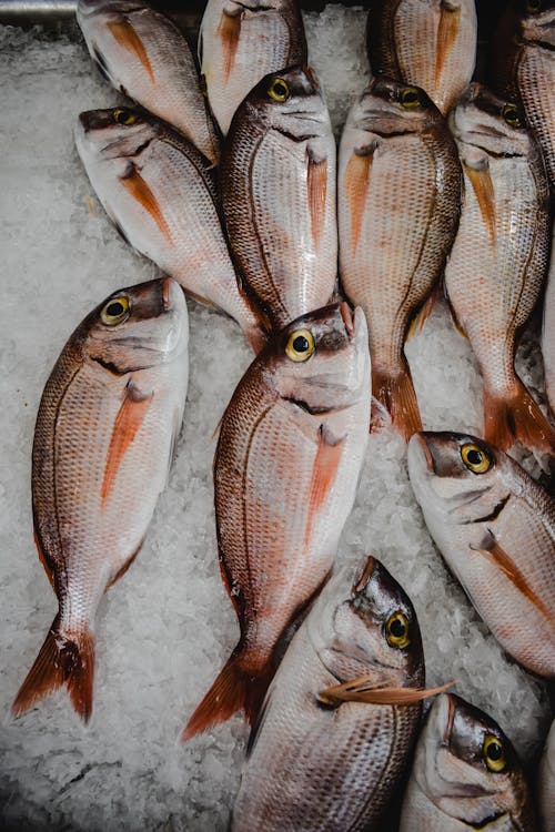 Kostnadsfri bild av färsk, fisk, fiskmarknad