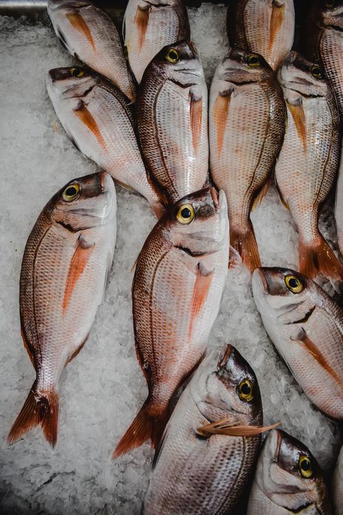 Free Close-up of fresh fish on ice at a market in Funchal, Madeira. Stock Photo