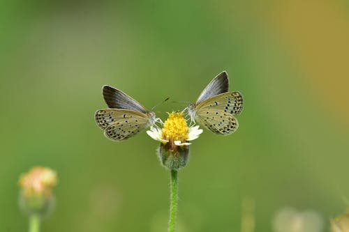 Two White and Black Butterflies Perched on Flower 