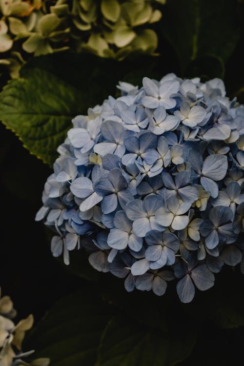 Gratis arkivbilde med blader, blomster, blomsterblad