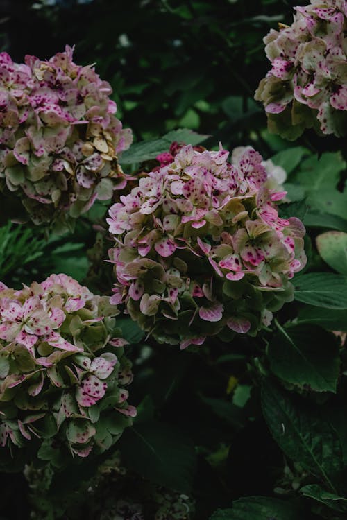 Pink Flowers in a Garden