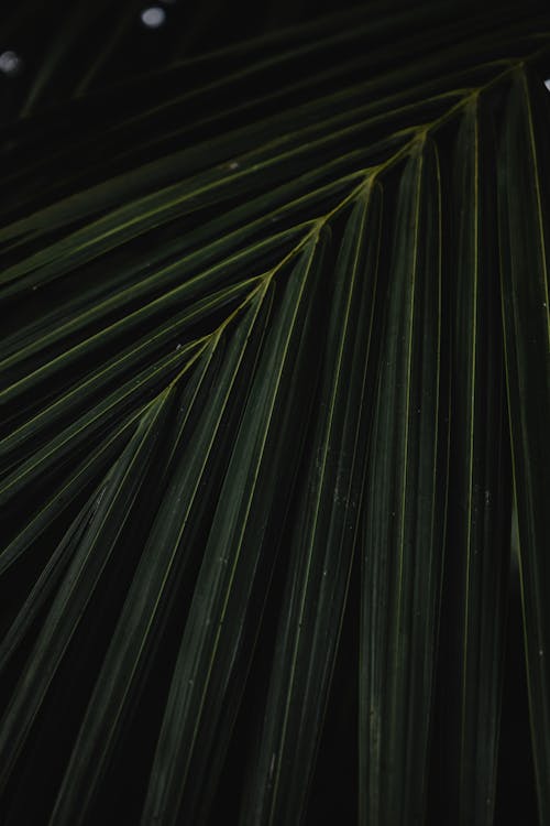Coconut Leaves in Close Up Photography
