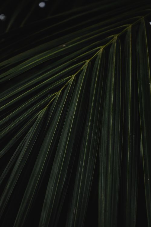 Free Detailed view of lush green palm leaves creating a tropical atmosphere in Madeira. Stock Photo