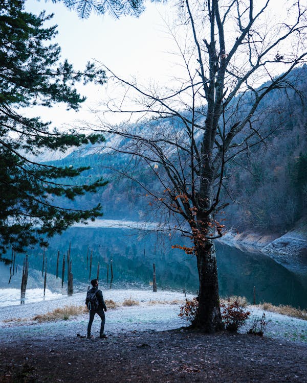 Foto d'estoc gratuïta de a l'aire lliure, amant de la natura, arbres