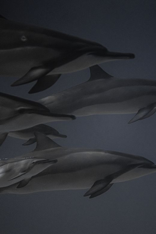 The Whale Roads poster