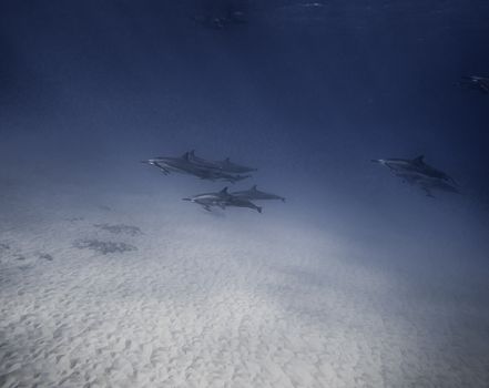 dolphin photo