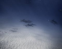 Skeleton Bay