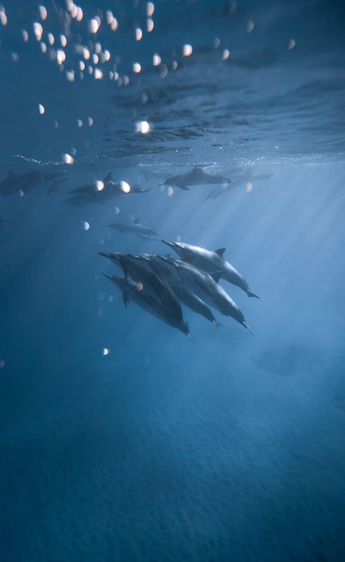 Free Flock of Dolphins Underwater Stock Photo