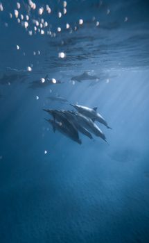 Wild dolphins diving peacefully undersea together through clear light water near sandy bottom