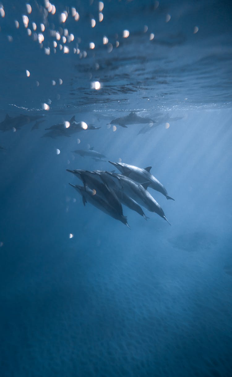 Flock Of Dolphins Underwater