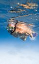 Full length of faceless female diving underwater in bikini and flippers with snorkeling mask in clear blue water