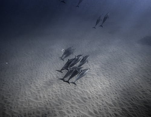 Ilmainen kuvapankkikuva tunnisteilla delfiini, eksoottinen, eläin