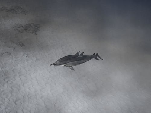 Grauer Vogel, Der über Weißen Wolken Fliegt