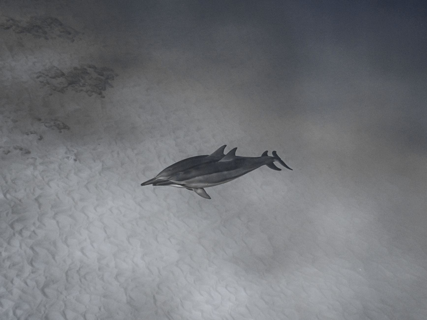 Typhoon Dolphin Disrupts