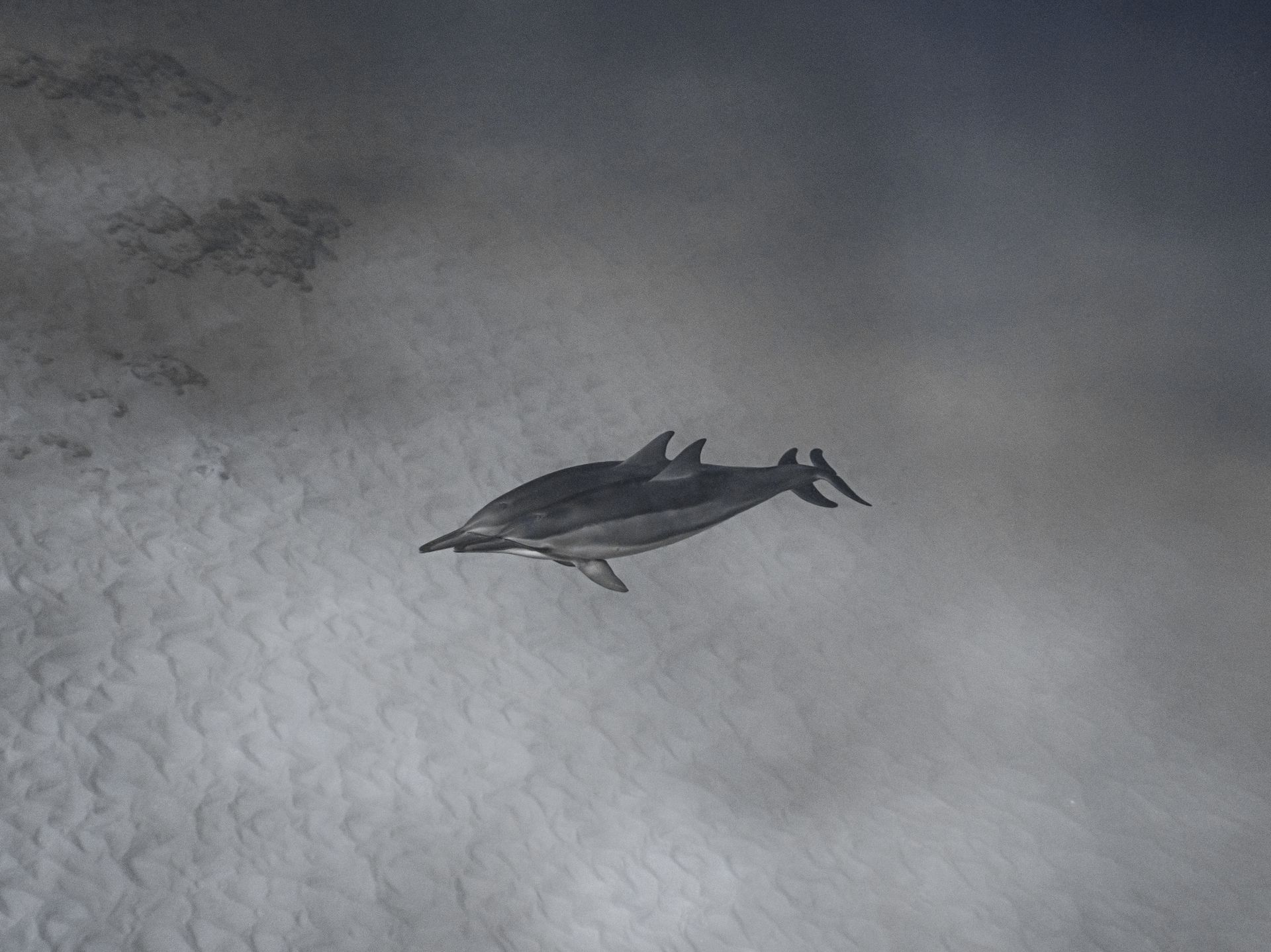 Couple of wild dolphins diving together undersea through crystal light water near sandy depth